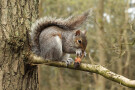 Squirrel Eating Pine Cone, Sherwood Pines, Nottinghamshire